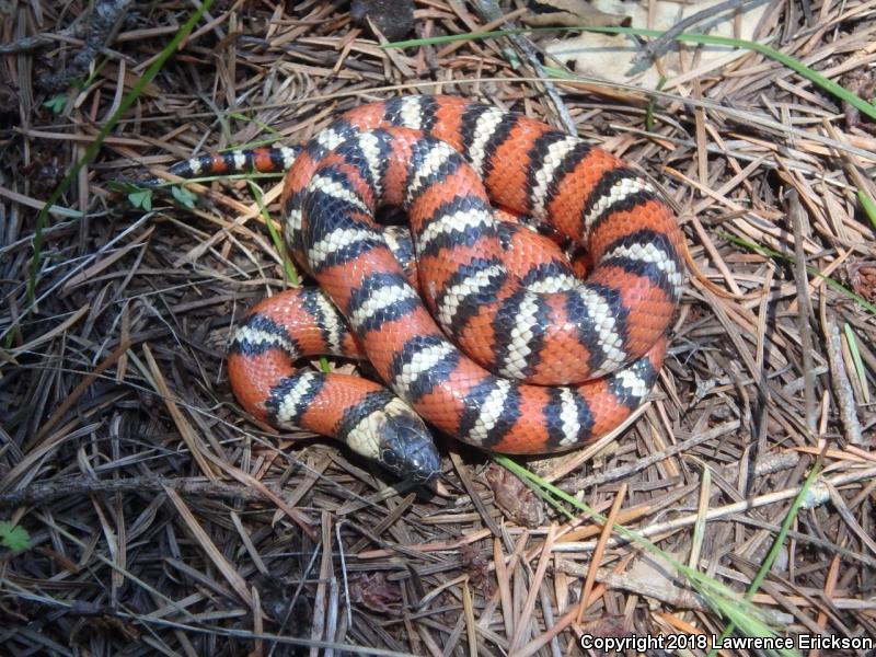 Coast Mountain Kingsnake (Lampropeltis zonata multifasciata)