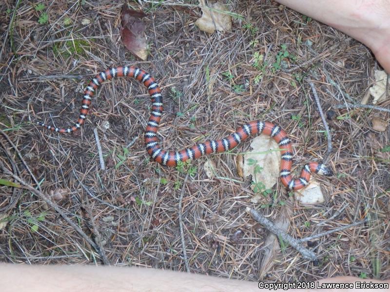 Coast Mountain Kingsnake (Lampropeltis zonata multifasciata)