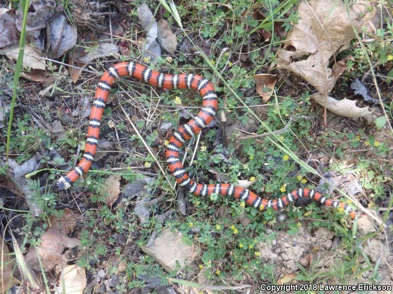 Coast Mountain Kingsnake (Lampropeltis zonata multifasciata)