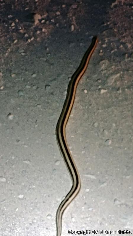 Mexican Rosy Boa (Lichanura trivirgata trivirgata)