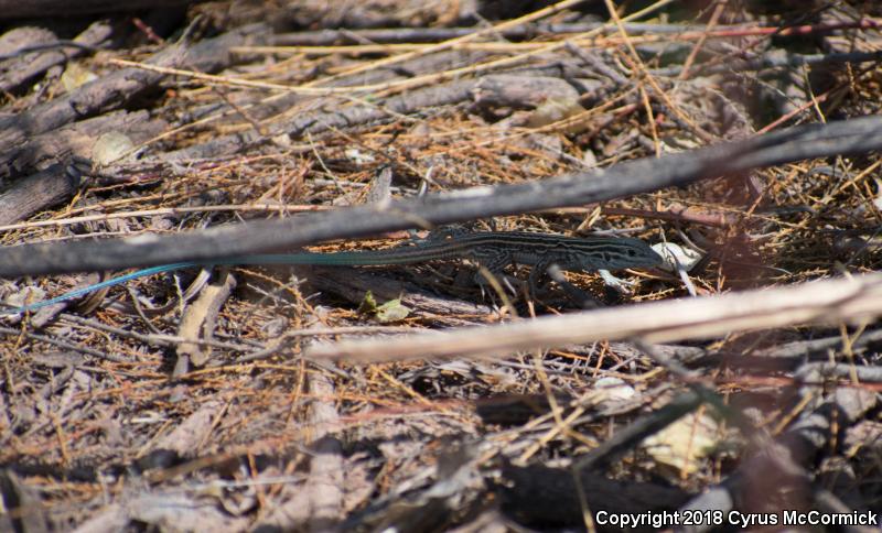 Plains Striped Whiptail (Aspidoscelis inornata llanuras)