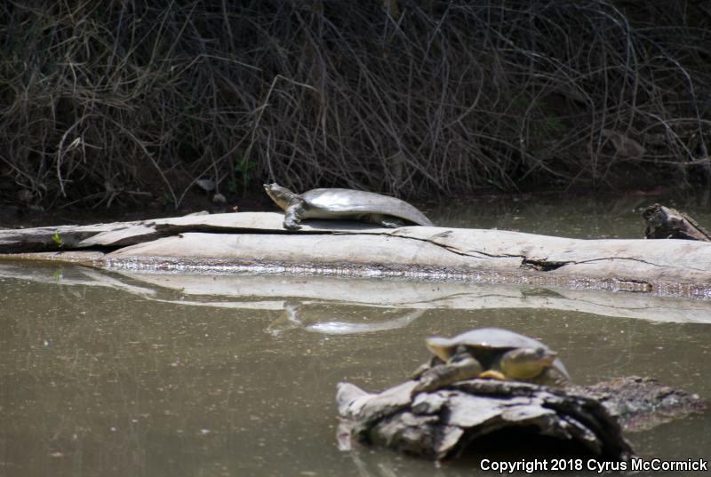 Texas Spiny Softshell (Apalone spinifera emoryi)