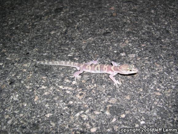 Desert Banded Gecko (Coleonyx variegatus variegatus)