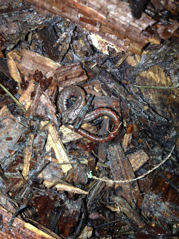 Oregon Slender Salamander (Batrachoseps wrightorum)