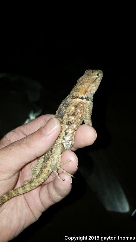 Purple-backed Spiny Lizard (Sceloporus magister magister)