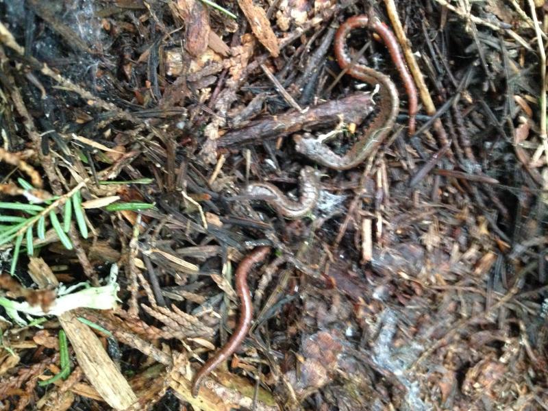 Oregon Slender Salamander (Batrachoseps wrightorum)