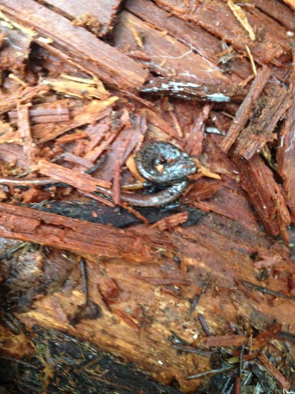 Oregon Slender Salamander (Batrachoseps wrightorum)