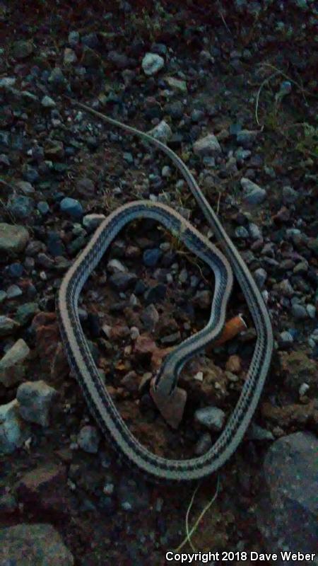 Desert Patch-nosed Snake (Salvadora hexalepis hexalepis)