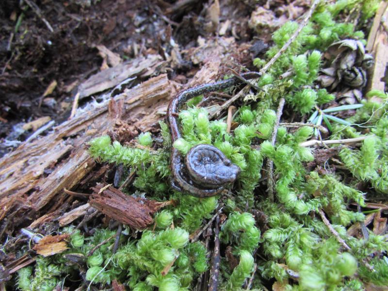 Oregon Slender Salamander (Batrachoseps wrightorum)