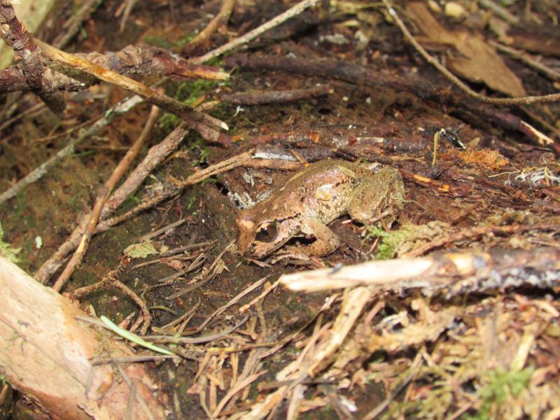 Western Tailed Frog (Ascaphus truei)