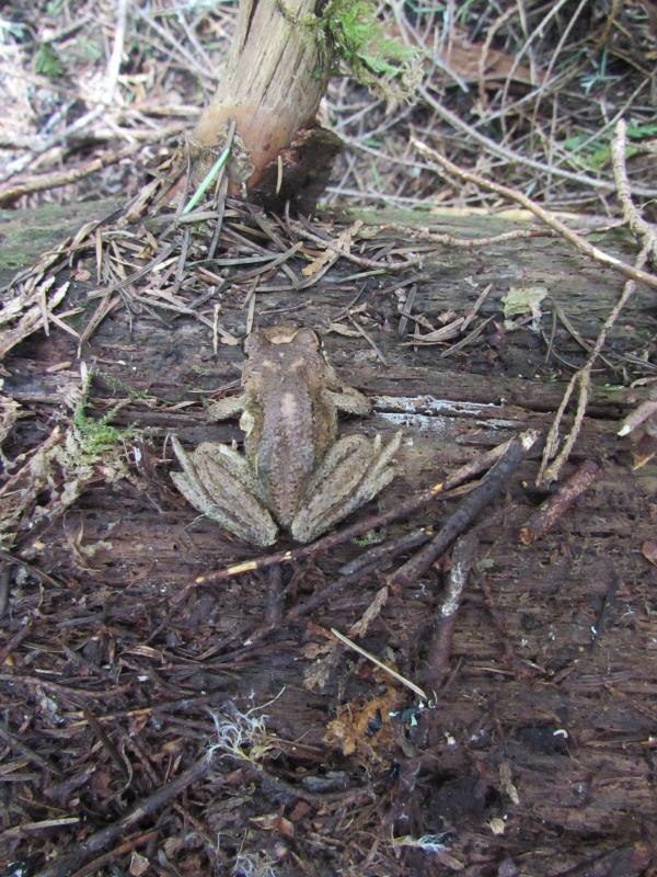 Western Tailed Frog (Ascaphus truei)