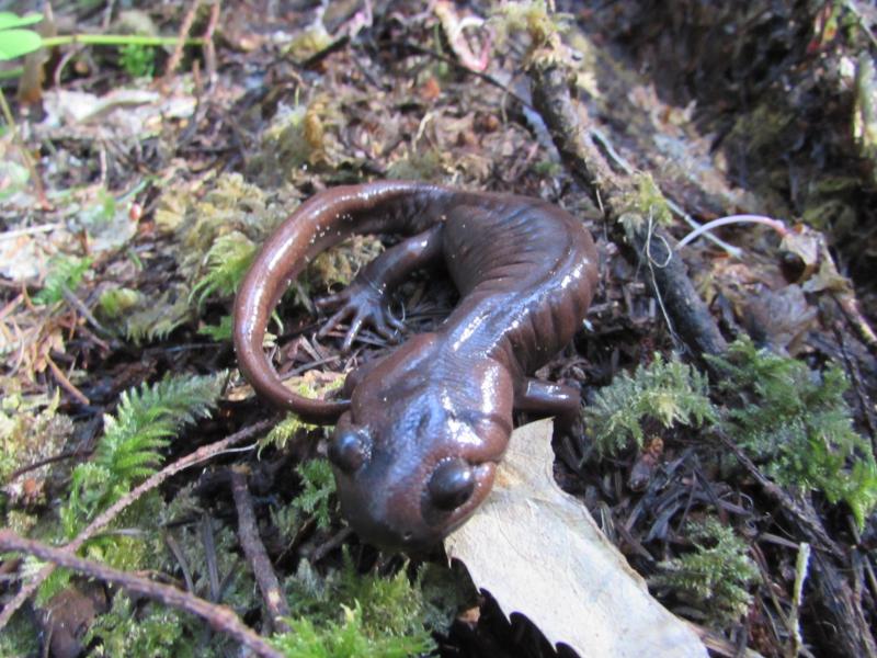 Northwestern Salamander (Ambystoma gracile)