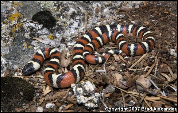 Sierra Mountain Kingsnake (Lampropeltis zonata multicincta)