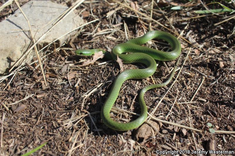 Western Smooth Greensnake (Opheodrys vernalis blanchardi)