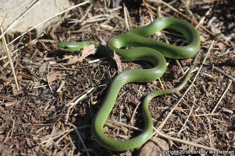 Western Smooth Greensnake (Opheodrys vernalis blanchardi)