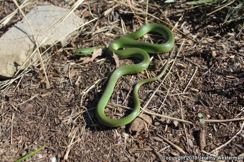 Western Smooth Greensnake (Opheodrys vernalis blanchardi)