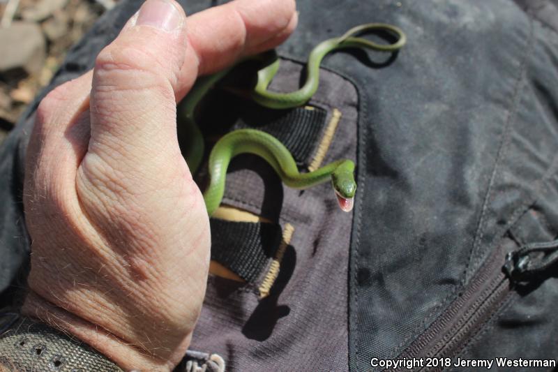 Western Smooth Greensnake (Opheodrys vernalis blanchardi)