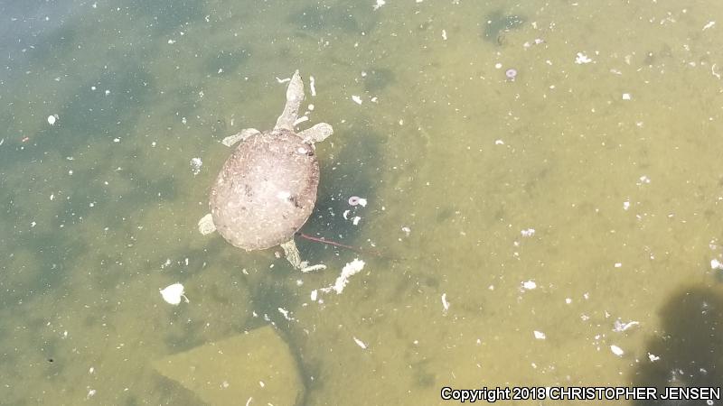 Texas Spiny Softshell (Apalone spinifera emoryi)