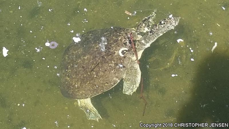 Texas Spiny Softshell (Apalone spinifera emoryi)