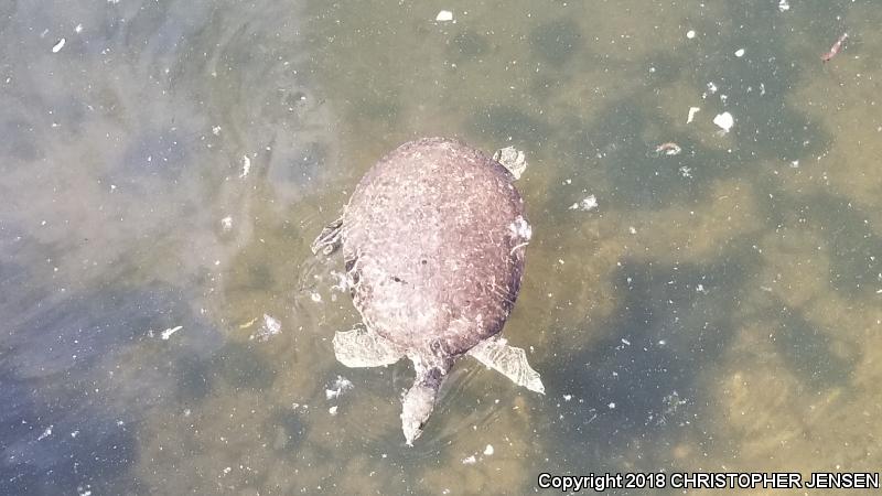 Texas Spiny Softshell (Apalone spinifera emoryi)