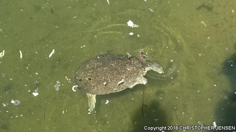 Texas Spiny Softshell (Apalone spinifera emoryi)