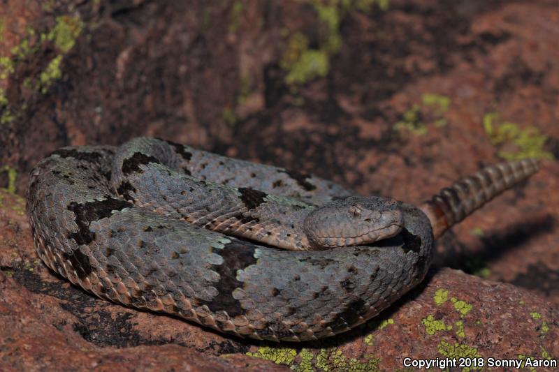 Banded Rock Rattlesnake (Crotalus lepidus klauberi)