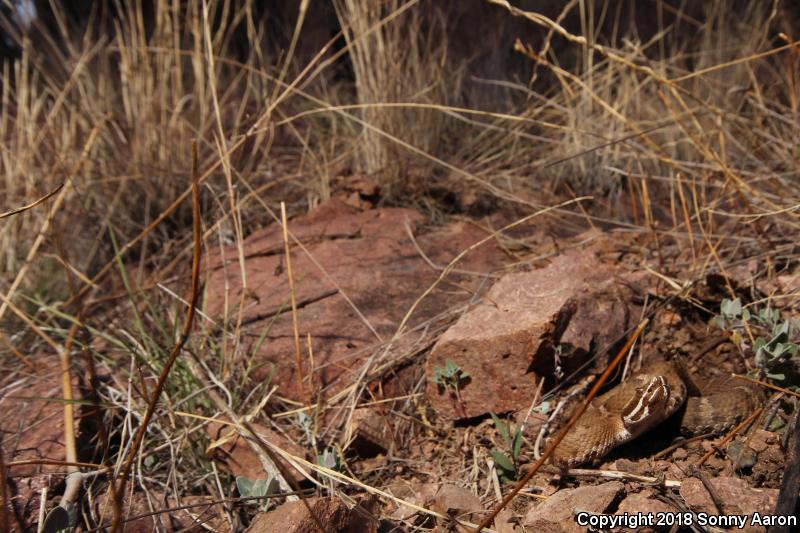 Arizona Ridge-nosed Rattlesnake (Crotalus willardi willardi)