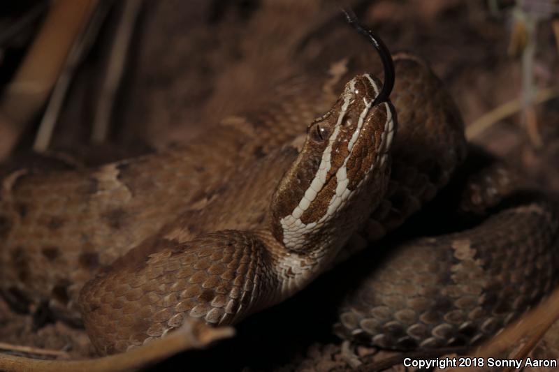 Arizona Ridge-nosed Rattlesnake (Crotalus willardi willardi)