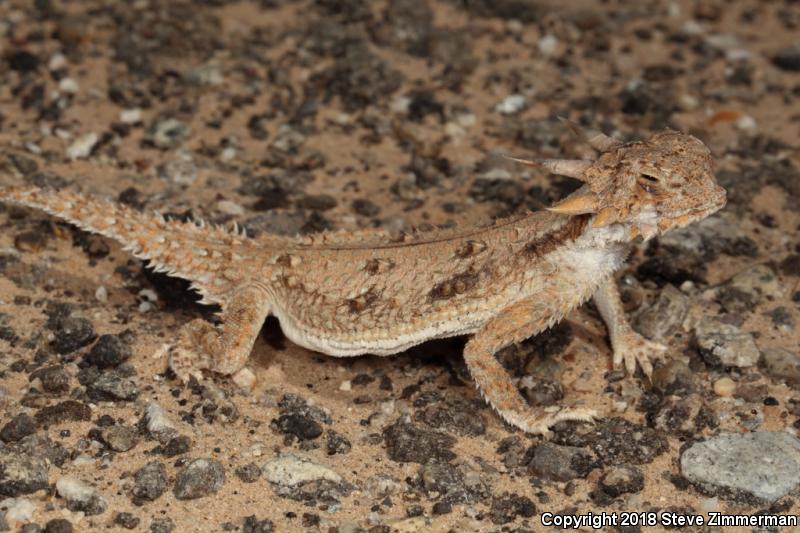 Flat-tailed Horned Lizard (Phrynosoma mcallii)