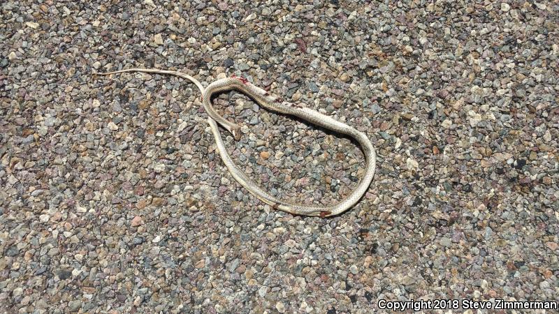 Desert Patch-nosed Snake (Salvadora hexalepis hexalepis)