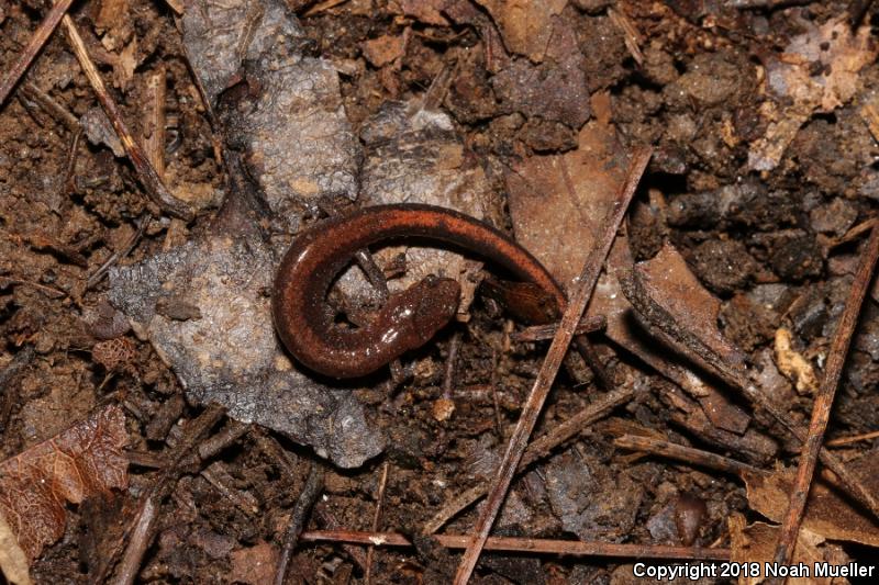 Southern Red-backed Salamander (Plethodon serratus)