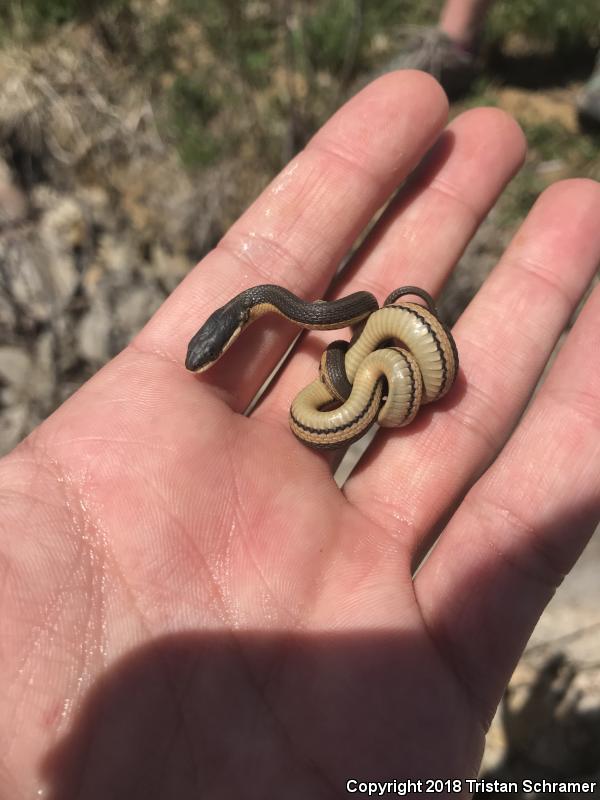 Graham's Crayfish Snake (Regina grahamii)