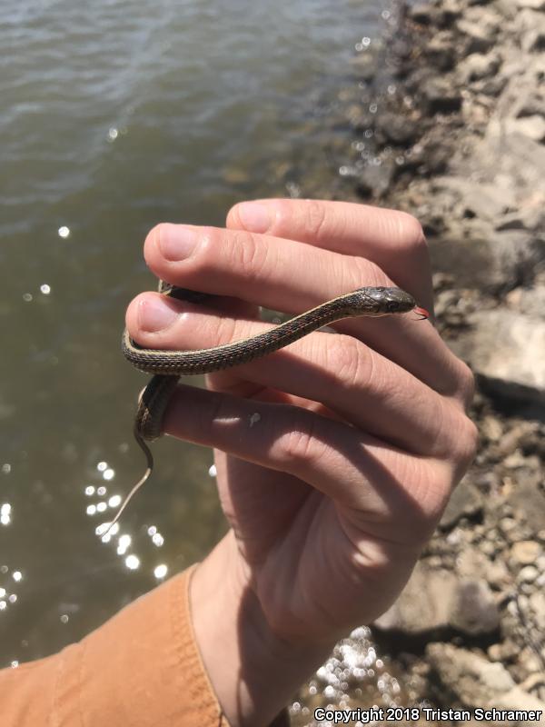 Red-sided Gartersnake (Thamnophis sirtalis parietalis)