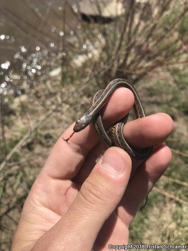 Red-sided Gartersnake (Thamnophis sirtalis parietalis)