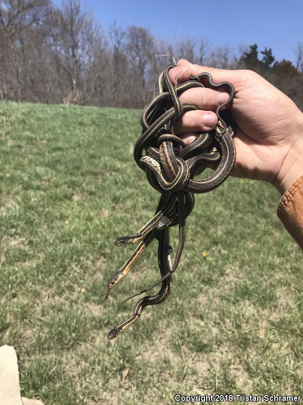 Red-sided Gartersnake (Thamnophis sirtalis parietalis)