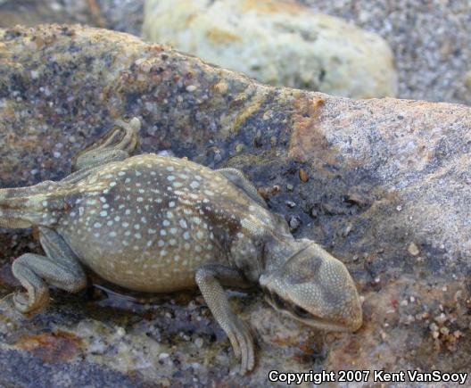 Common Chuckwalla (Sauromalus ater)