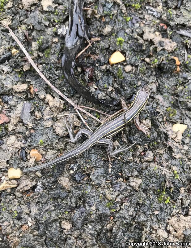 Six-lined Racerunner (Aspidoscelis sexlineata sexlineata)