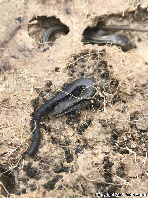 Six-lined Racerunner (Aspidoscelis sexlineata sexlineata)