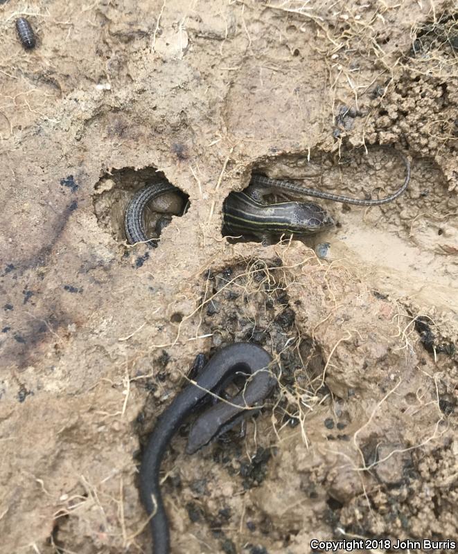 Six-lined Racerunner (Aspidoscelis sexlineata sexlineata)