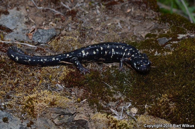 Speckled Black Salamander (Aneides flavipunctatus flavipunctatus)