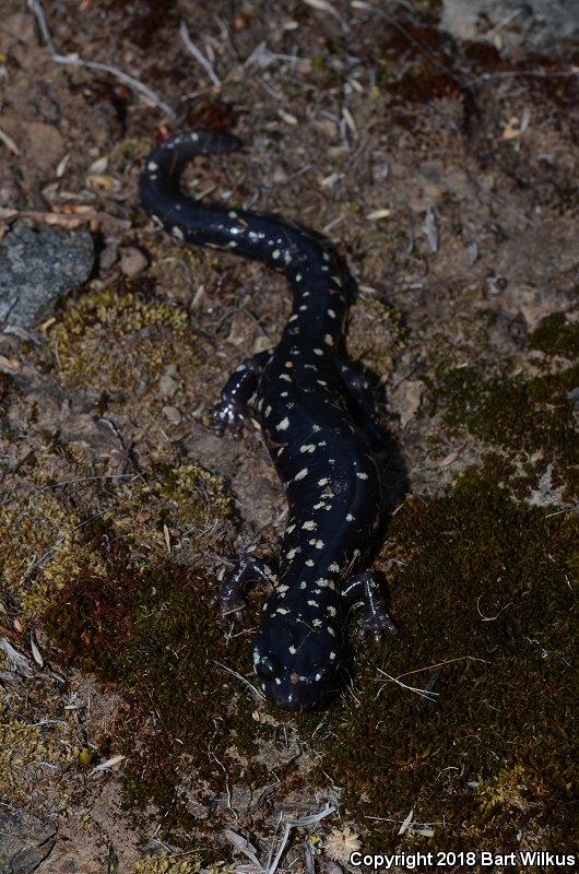 Speckled Black Salamander (Aneides flavipunctatus flavipunctatus)