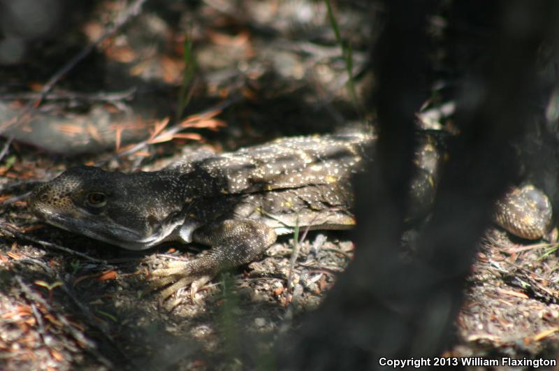 Cope's Leopard Lizard (Gambelia copei)