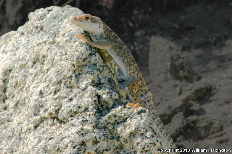 Cope's Leopard Lizard (Gambelia copei)