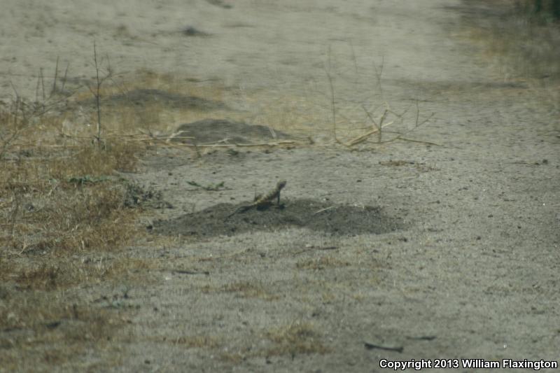 Cope's Leopard Lizard (Gambelia copei)