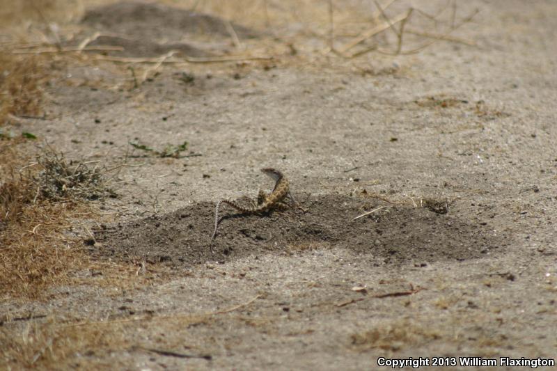 Cope's Leopard Lizard (Gambelia copei)