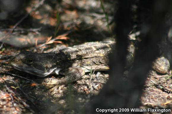 Cope's Leopard Lizard (Gambelia copei)