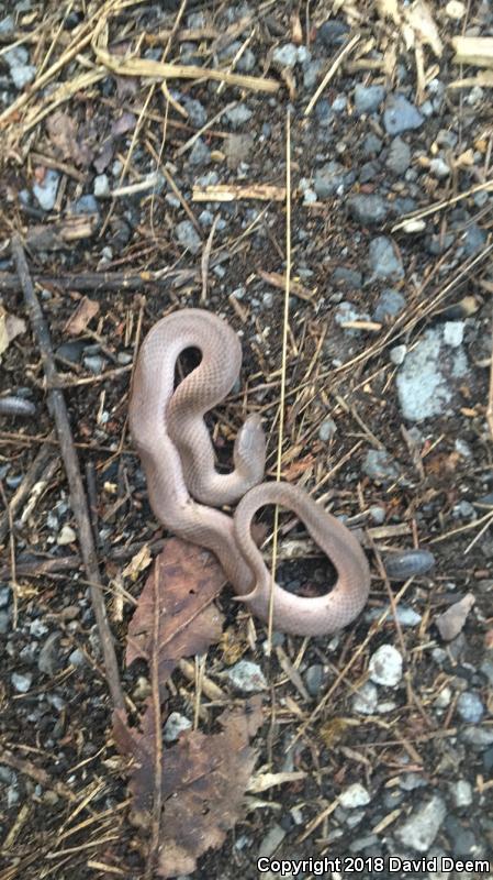 Eastern Smooth Earthsnake (Virginia valeriae valeriae)