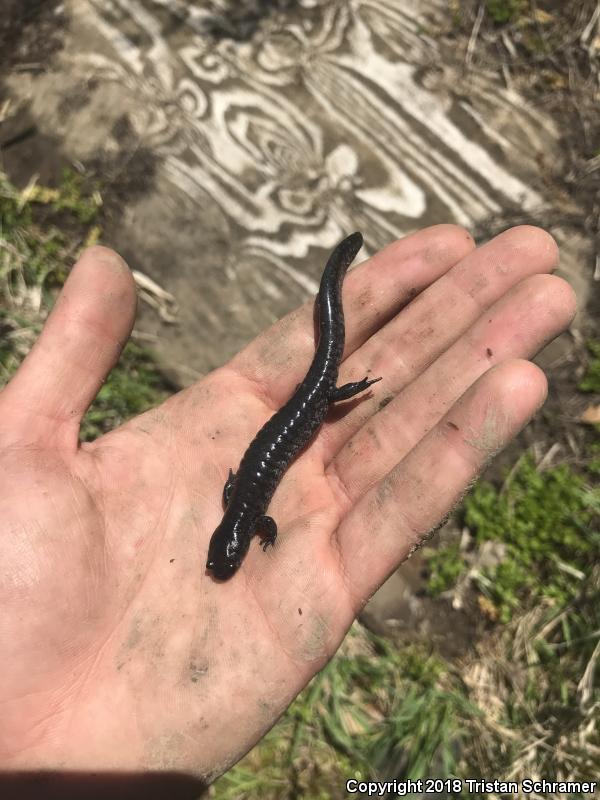 Small-mouthed Salamander (Ambystoma texanum)