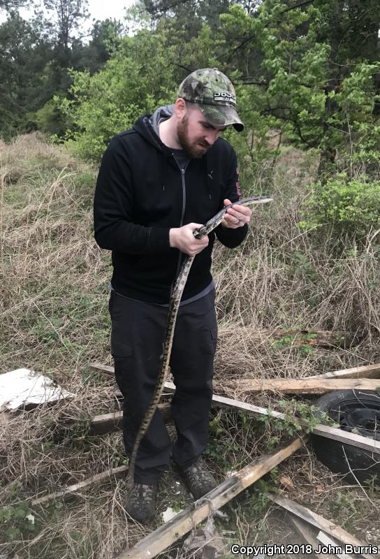 Texas Ratsnake (Pantherophis obsoletus lindheimeri)