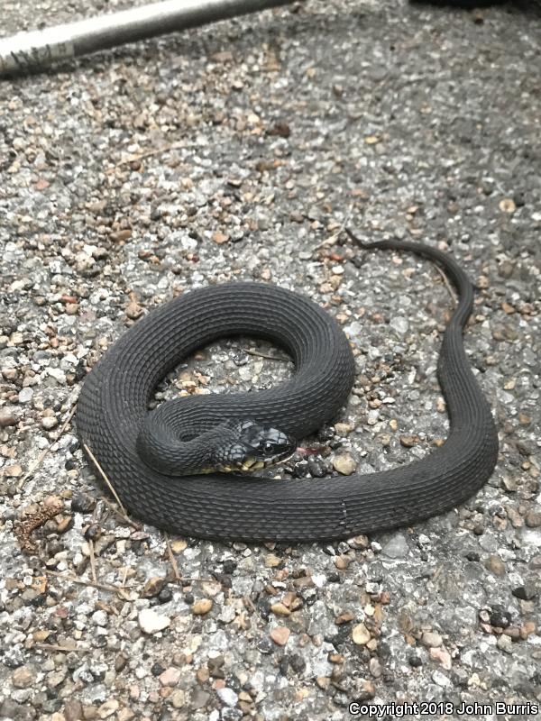 Yellow-bellied Watersnake (Nerodia erythrogaster flavigaster)